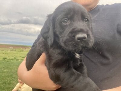 Golden Retriever/Italian Spinone