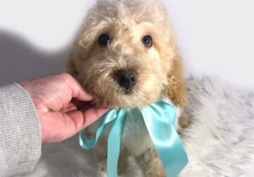 Micro Mini Goldendoodle