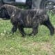 AKC ENGLISH MASTIFF CHAMPION BLOODLINE PUPPIES