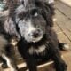 Beautiful Aussiedoodle puppies for sale