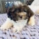 Hypoallergenic Shihtzu Toy poodle