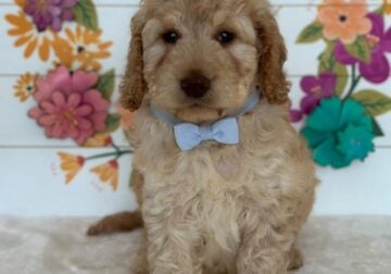 Small puppy