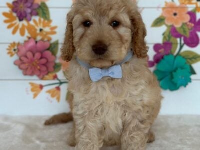 Small puppy