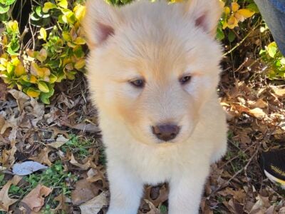 Chowsky/Chusky Fur Babies