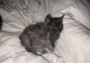 Cats and kittens for sale