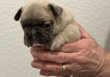 Blue Fawn French Bulldog