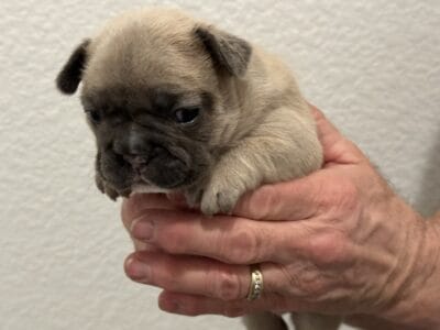 Blue Fawn French Bulldog