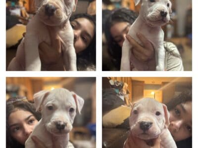 Pitbull Puppies