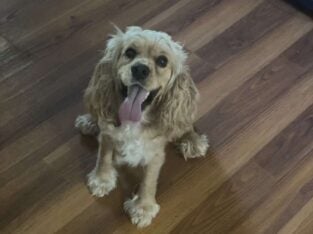 Cocker Spaniel