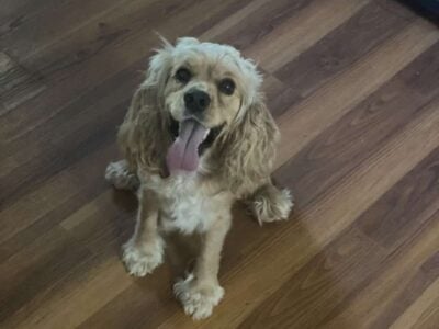 Cocker Spaniel