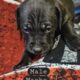 Puppies looking for a good home