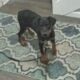 AKC Doberman Pinscher Female