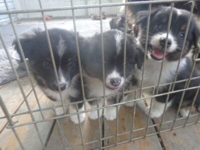 mini-aussie puppies