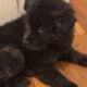 Tibetan mastiff chow chows