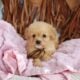 Sweet Cavapoo puppy