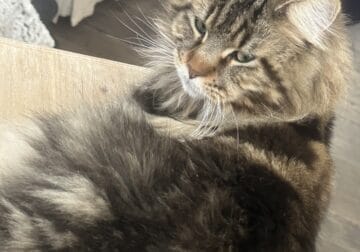 Mainecoon