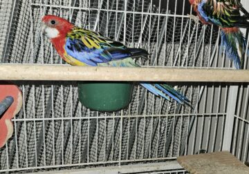 Rosella parakeet pair