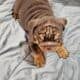 English Bulldog Chocolate AKC