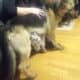 German Shepherd a little over a year old