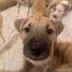 13 Week old American Pit Bull Terriers