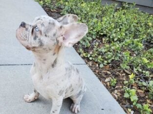 Merle lilac french bulldog