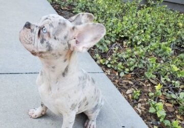 Merle lilac french bulldog