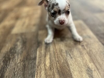 CKC Male Chihuahua 1