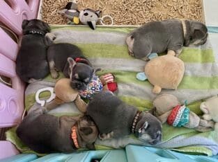In time for Easter 🐣 French bulldogs