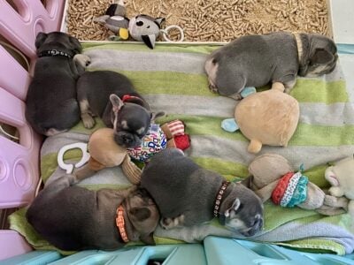 In time for Easter 🐣 French bulldogs