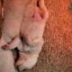 AKC Great Pyrenees puppies