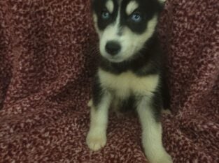 Siberian Husky