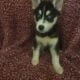 Siberian Husky
