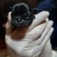 New born puppies