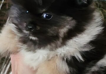 Pom pom boy