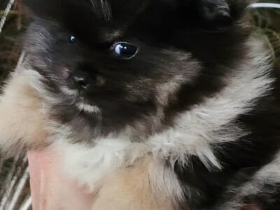 Pom pom boy