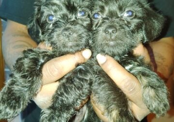 Cute Yorkie poo’s