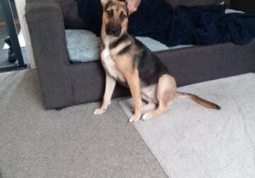 Malinois