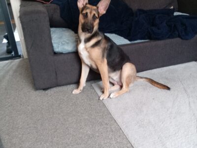 Malinois