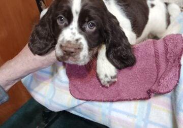 Springer spaniel