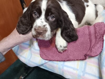 Springer spaniel