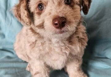 Miniature Aussiedoodles