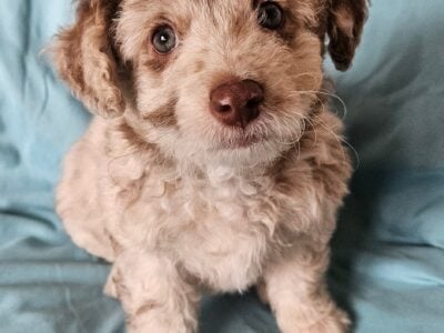 Miniature Aussiedoodles