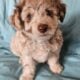 Miniature Aussiedoodles