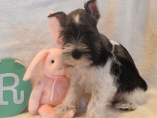 AKC Male MIni Schnauzer (Tuff) Handsome Parti