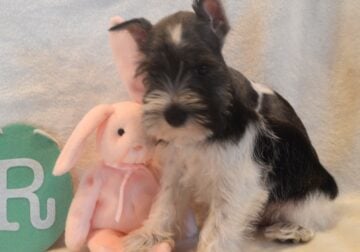 AKC Male MIni Schnauzer (Tuff) Handsome Parti