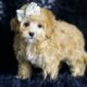 Midge F1B Maltipoo