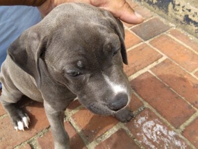 female puppy looking for good home