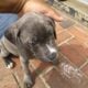 female puppy looking for good home