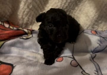 Teeny Yorkiepoo male puppy