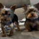 CKC Teacup Yorkie puppies
